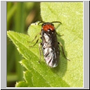 Eutomostethus ephippium - Blattwespe 03.jpg